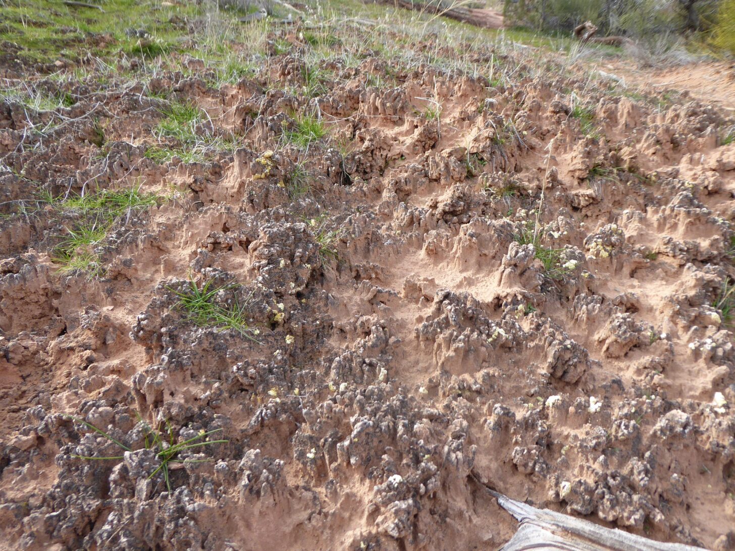 a close-up shot of sandy soil with grass and other plantlife emerging from it.