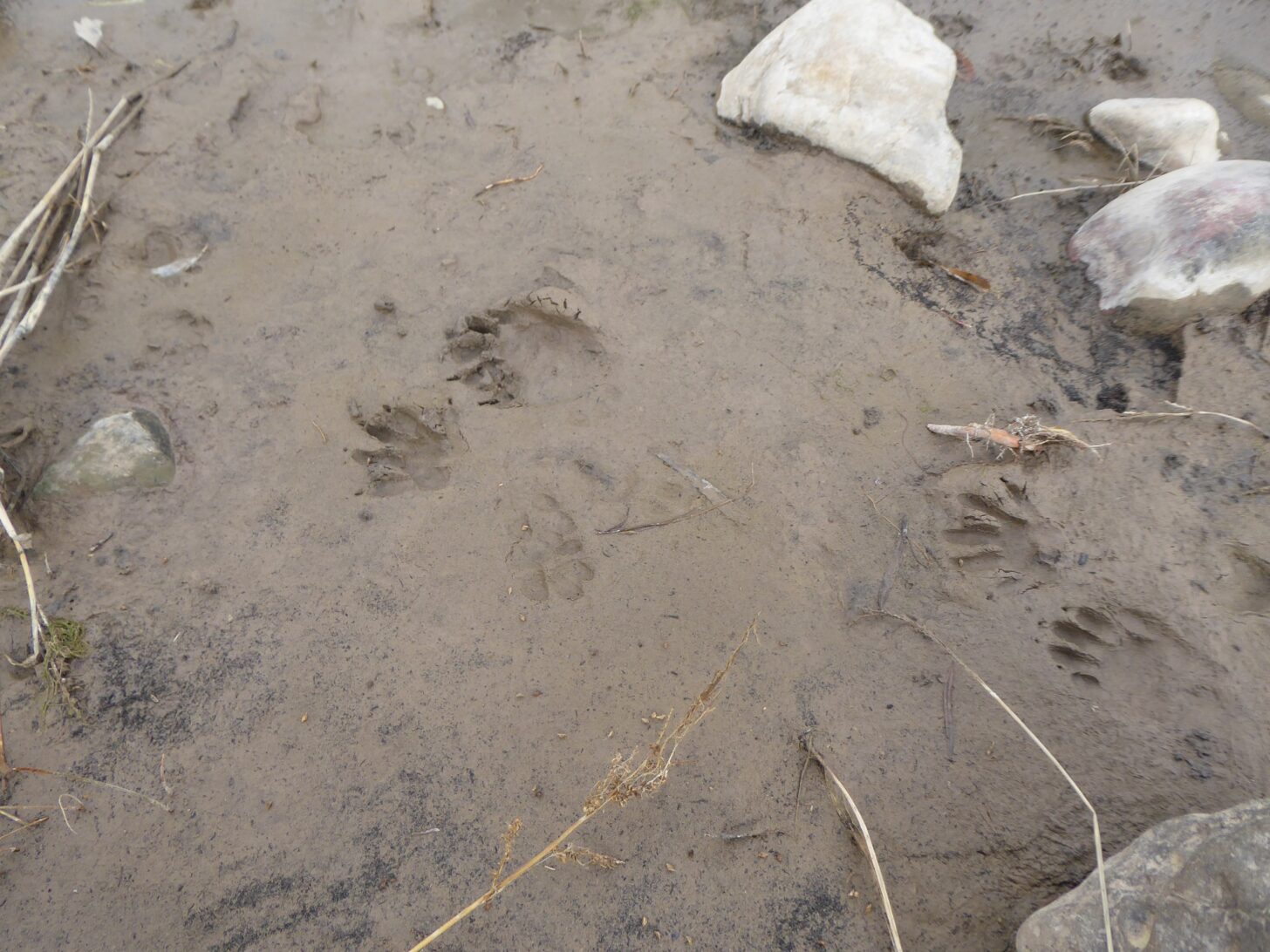 a patch of mud with animal tracks