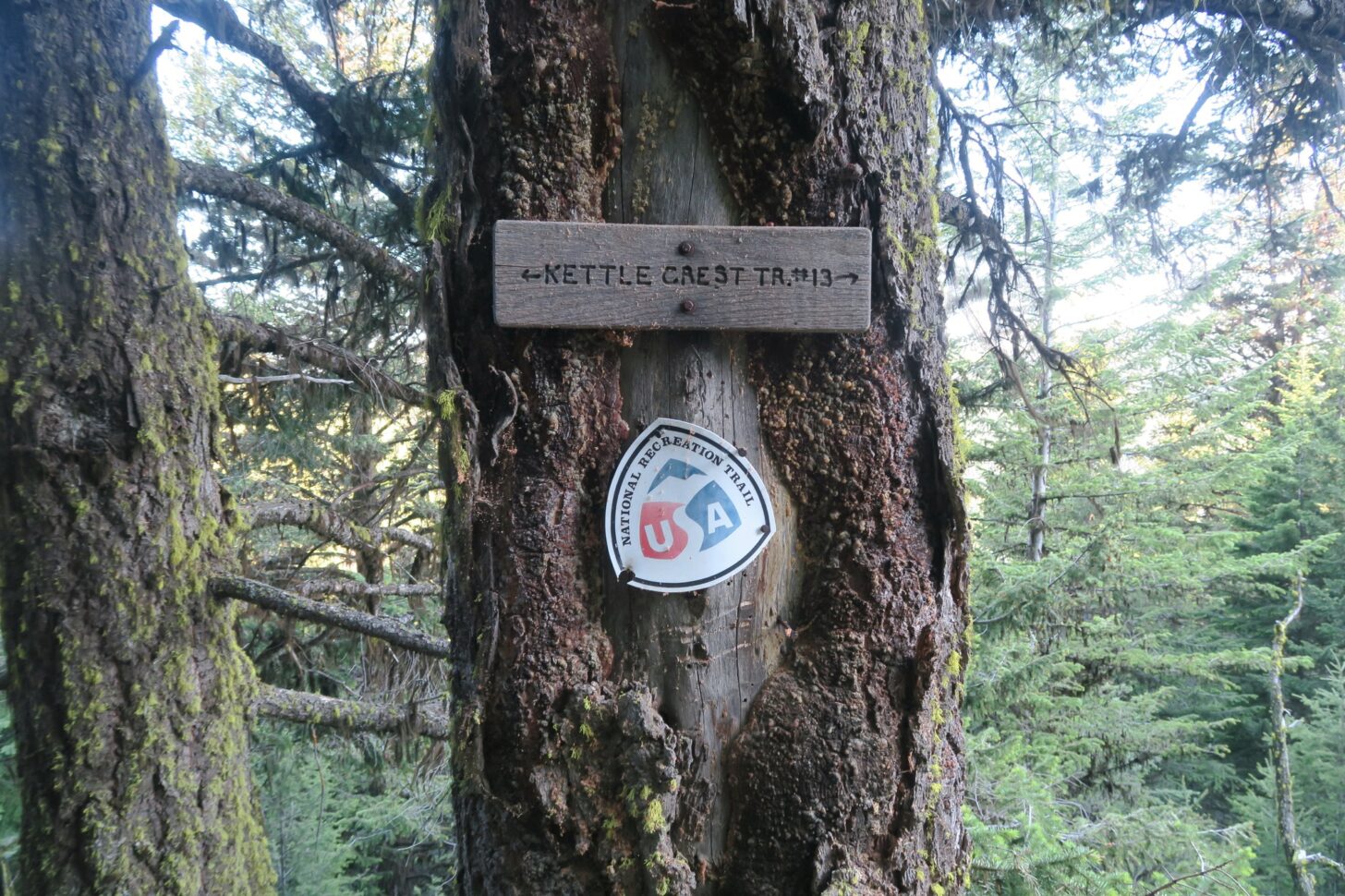 Trail signs are nailed to a tree in a national forest.