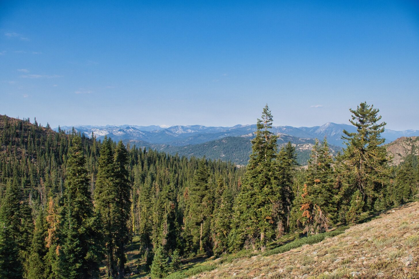 a group of mountains is just visible over a middle-ground of firs.