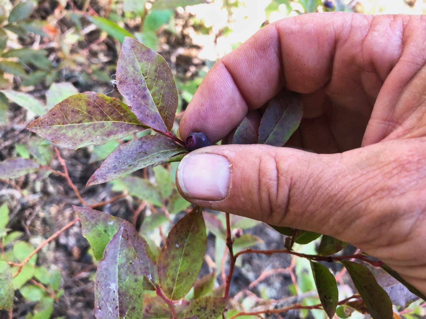 a hand picks a blueberry in a close-up shot.