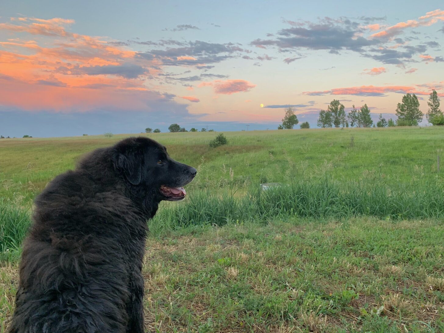 A friendly looking dog looks to camera right with a sunset behind her