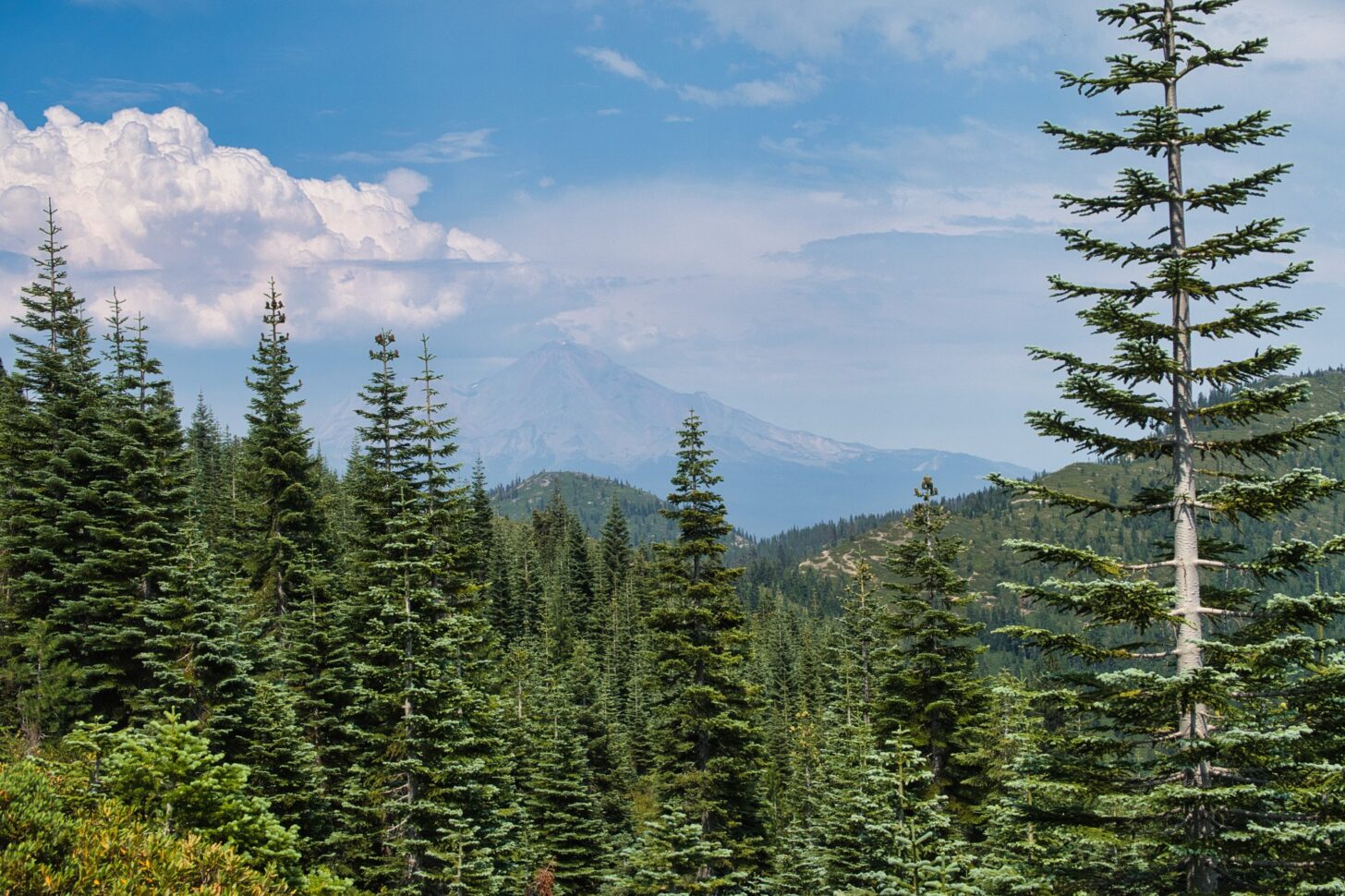 a tall mountain is just barely visible in the distance beyond a forest of fir trees