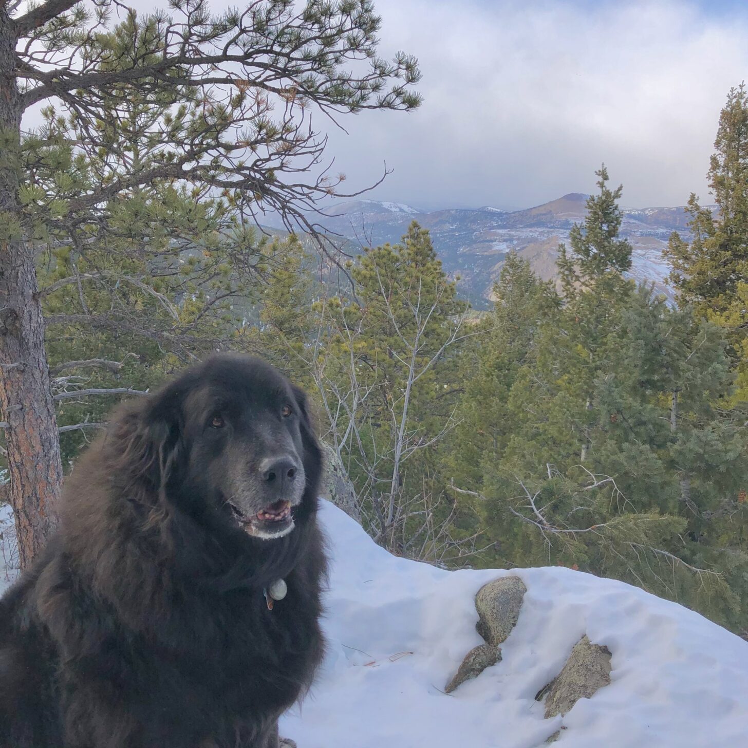 a shaggy black dog sits in the snow overlooking a vista.