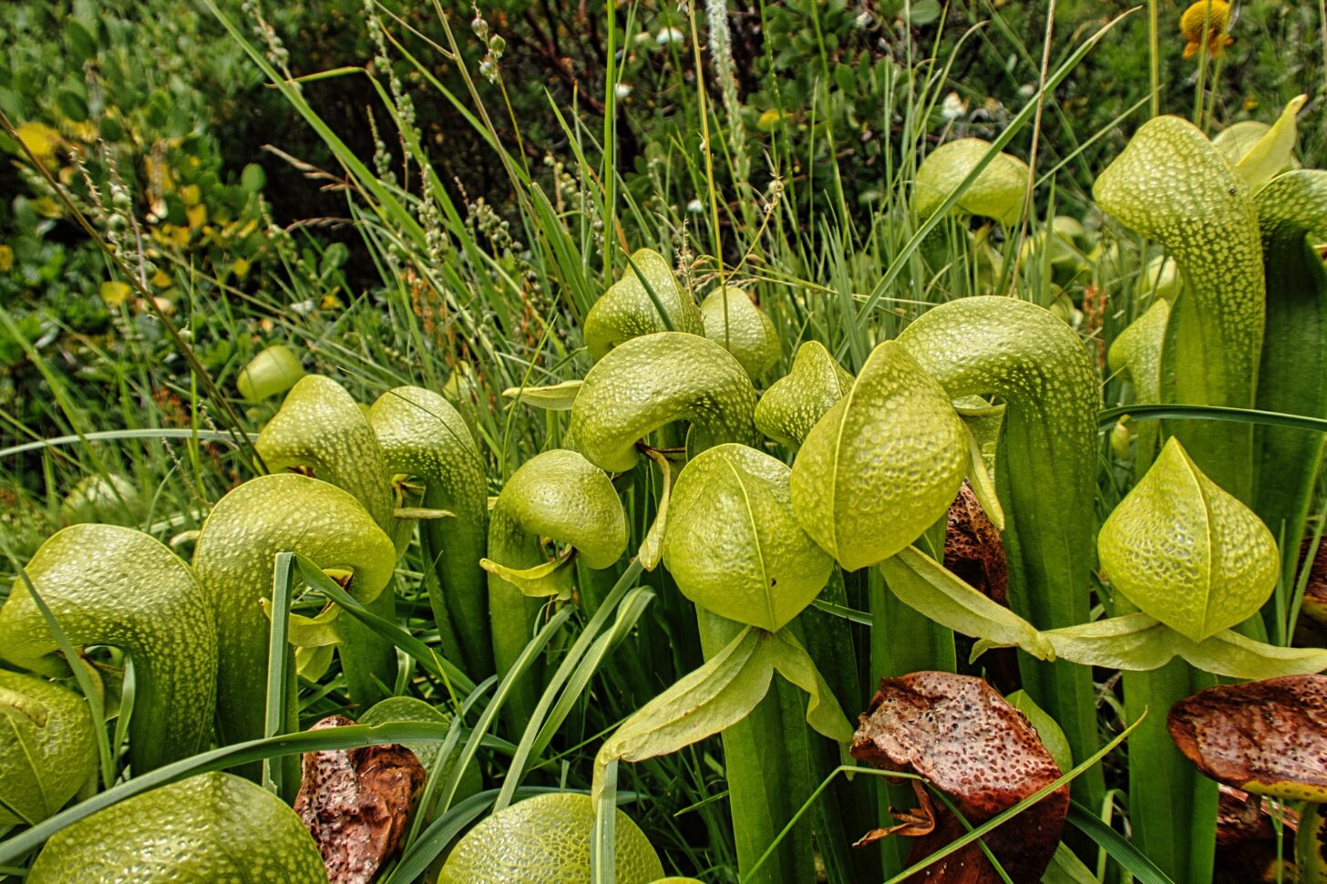 cobra lillies in this shot are large, hunched, tubular plants with a distinctive bumpy texture.