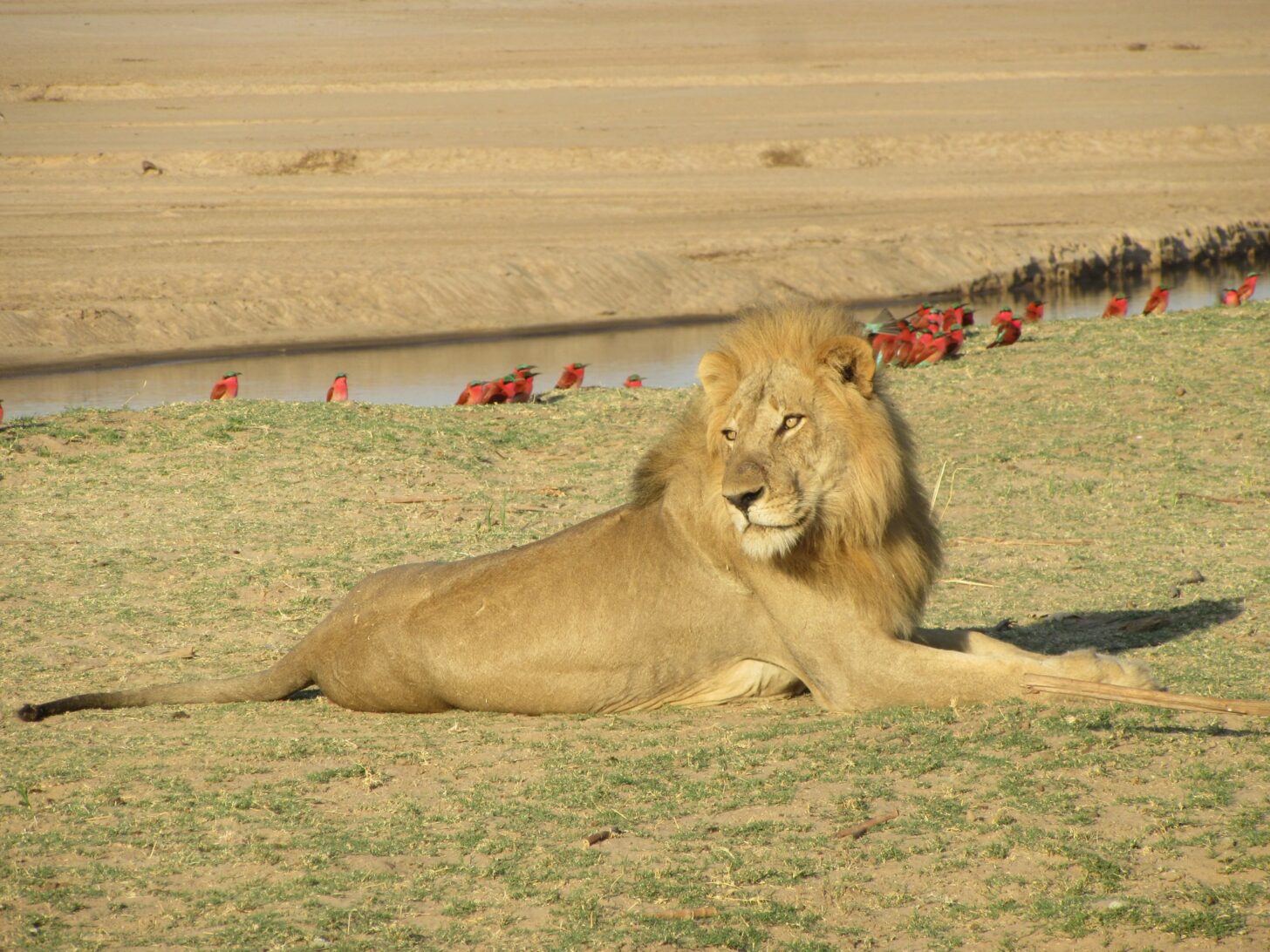a lion reclines with red birds behind him