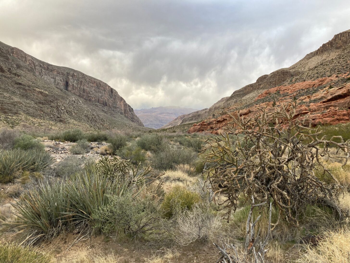 a moody sky hangs over a wide canyon with reddish cliffs.