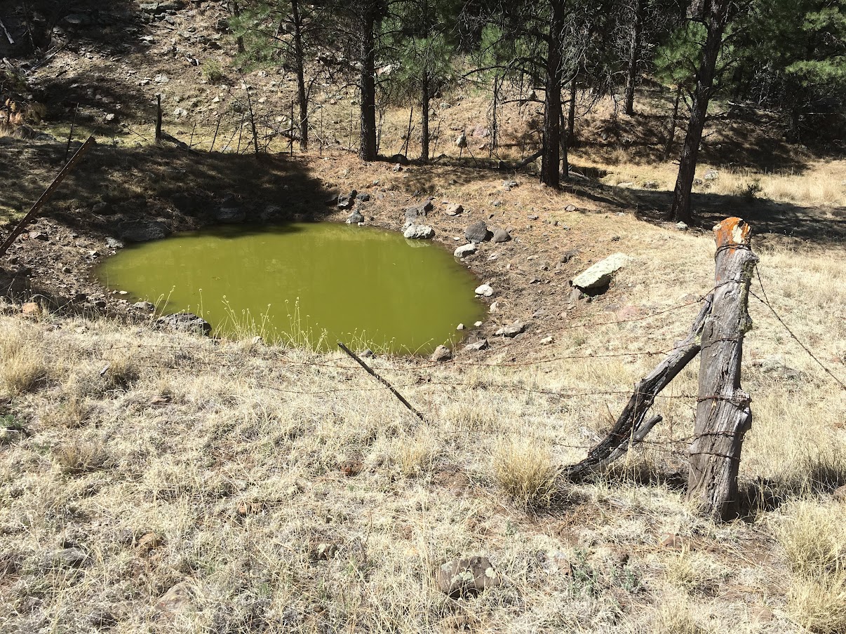A stagnant pool of green water surrounded by scrubby grass.