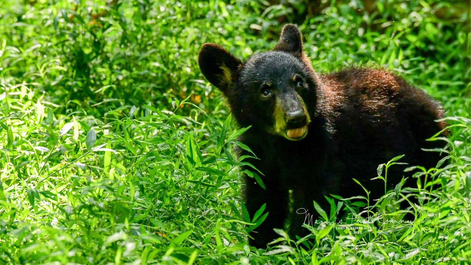 a small black bear standing in a lush green field