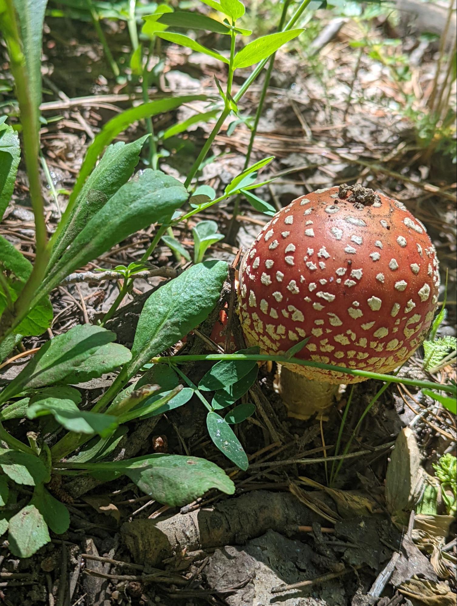 a red and white mushroom sitting on the ground