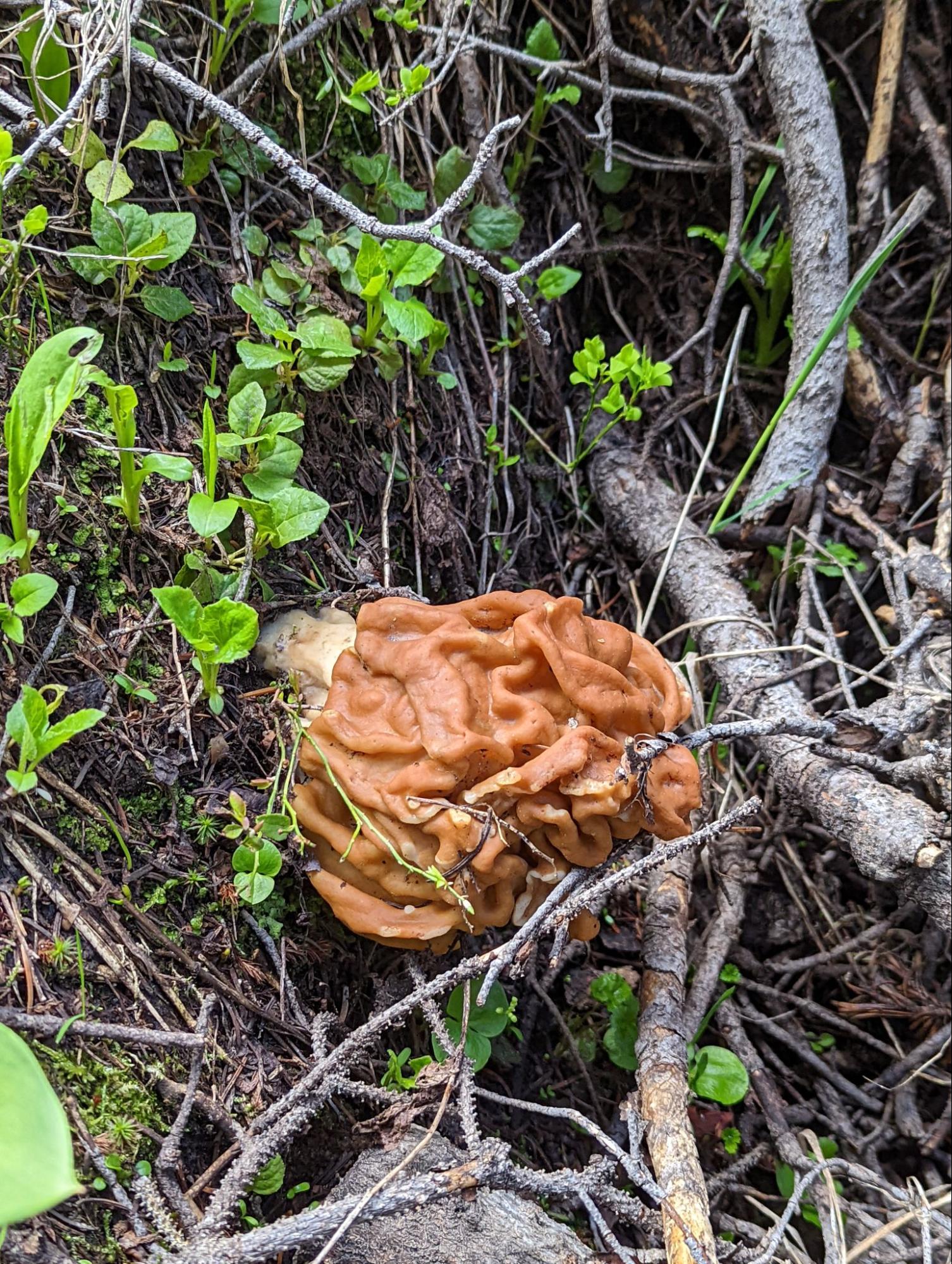 a mushroom that is sitting on the ground