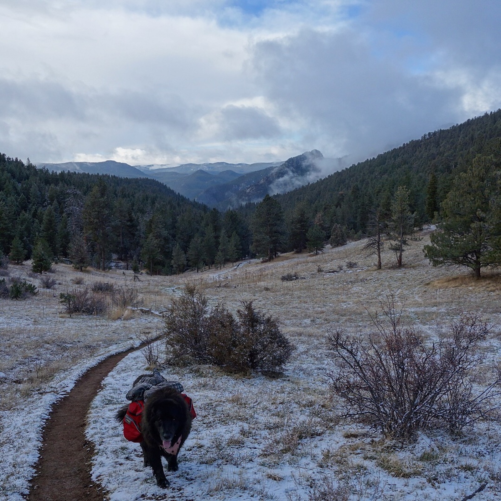 a black dog walking down a snow covered trail