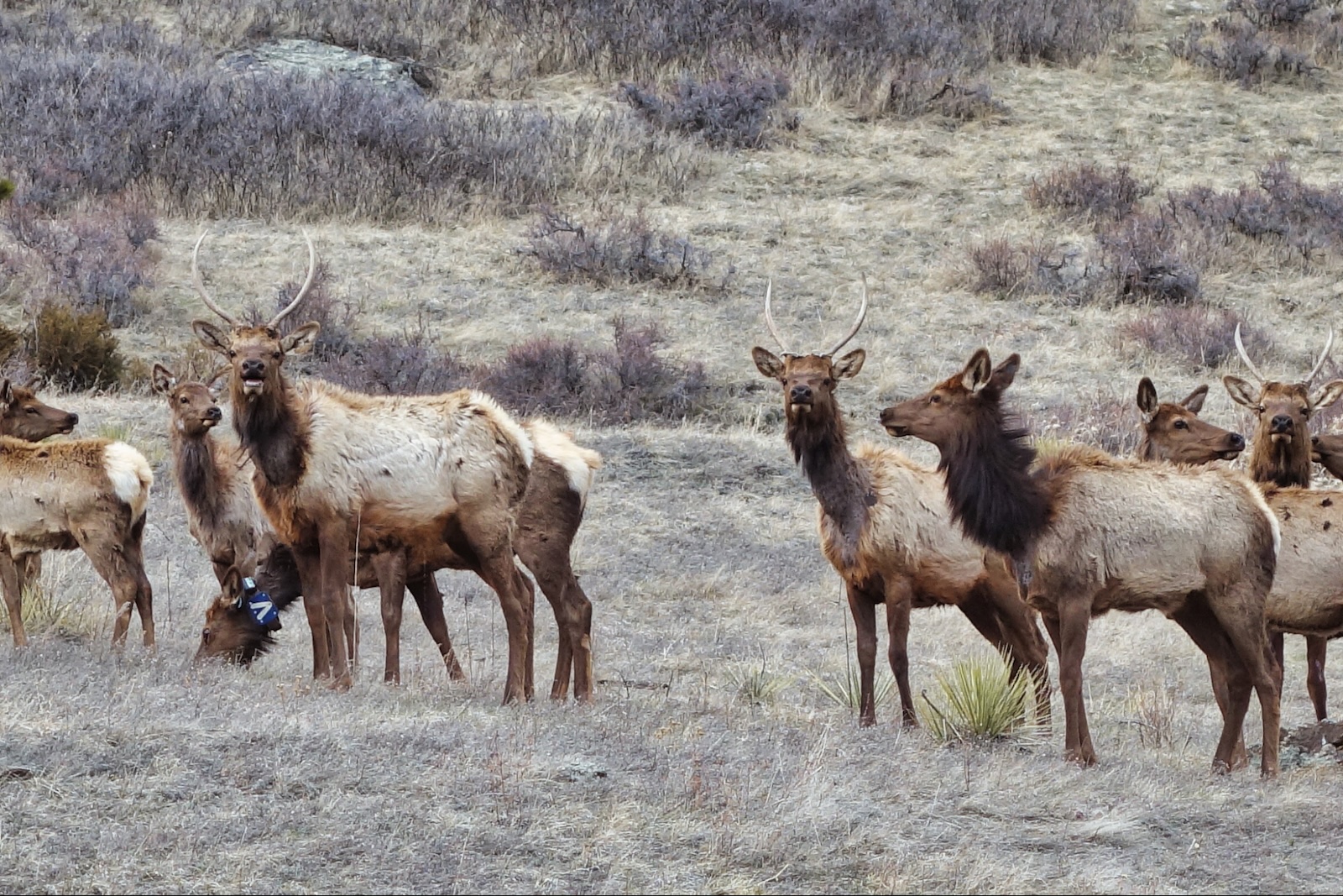 a herd of elk standing on top of a dry grass field