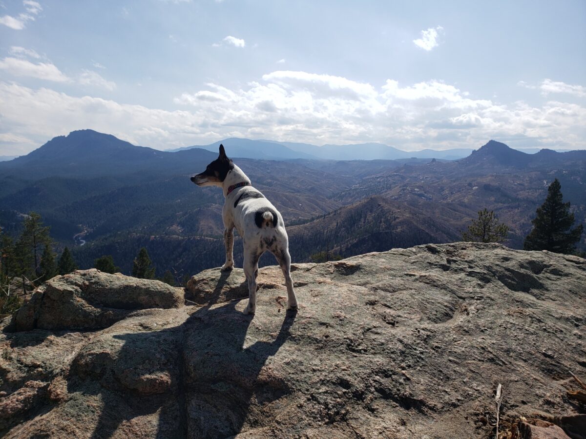 Episode 97 | Backpacking with Dogs