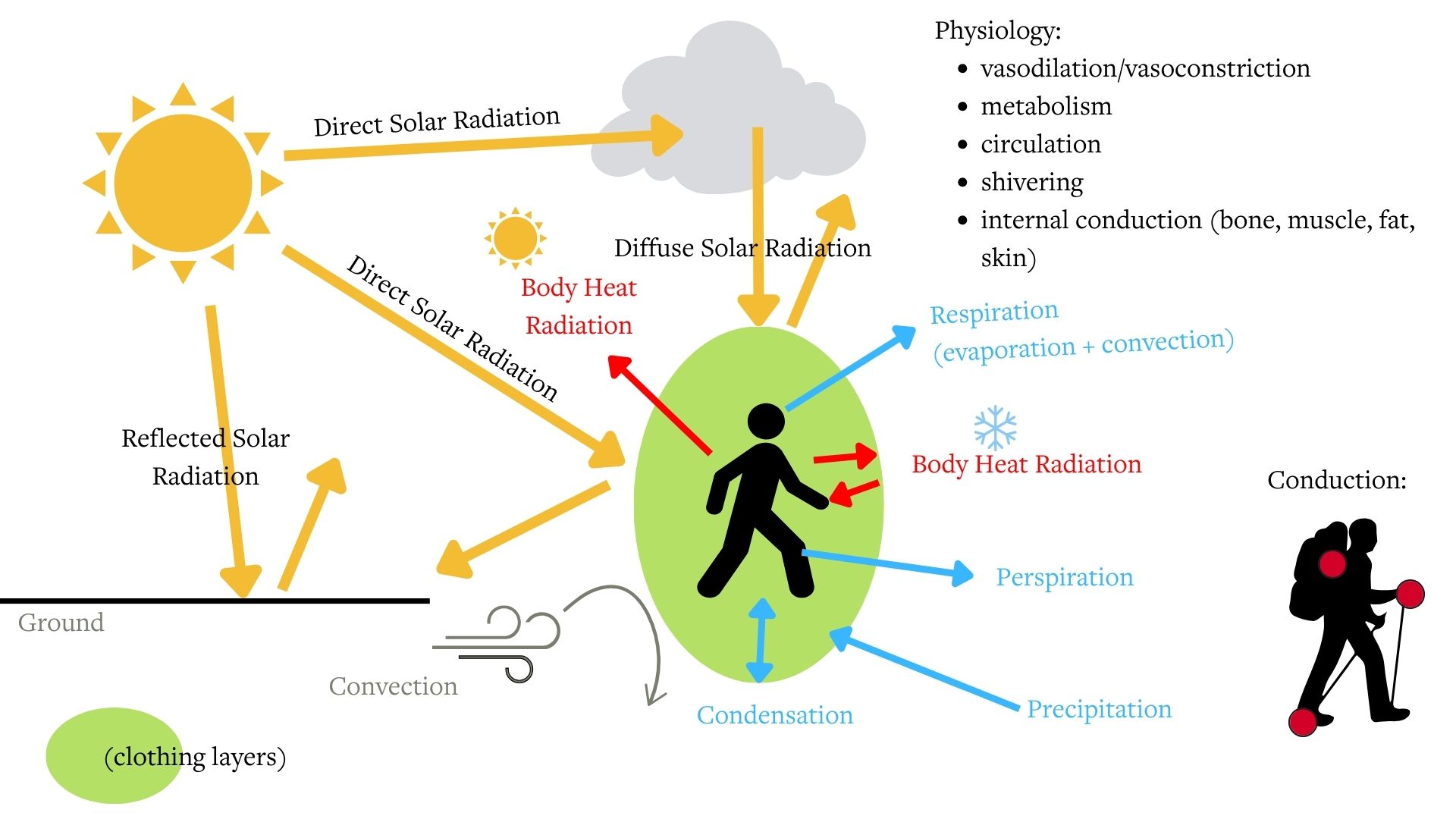 infographic showing processes affecting thermal comfort, including radiation, respiration, perspiration, condensation, precipitation, conduction,and convection