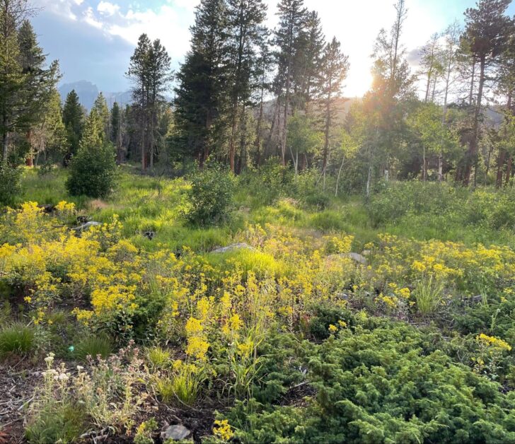 A meadow on the Colorado Trail.