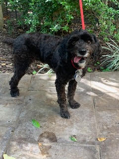 a small black dog standing on top of a sidewalk