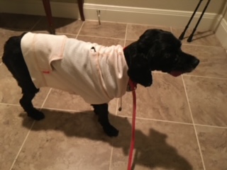 a black dog wearing a white shirt on a leash