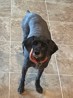 a black dog standing on a tile floor