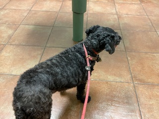 a small black dog standing on top of a tile floor