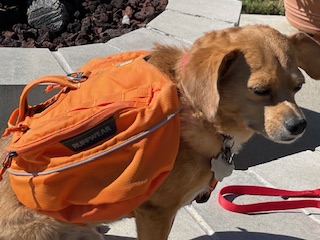 a brown dog wearing a backpack on top of it's back