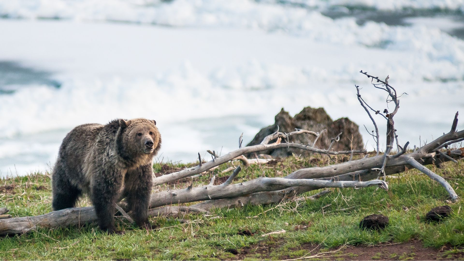 a brown bear standing on top of a grass covered hillside