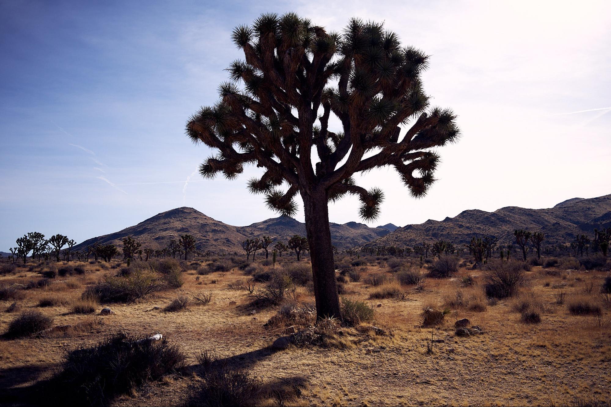 a large cactus tree in the middle of a desert