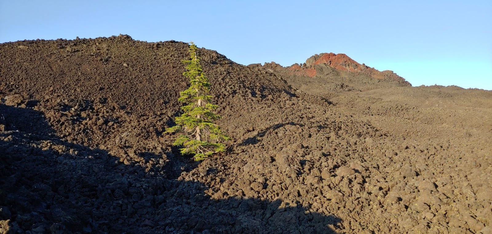 tree sitting in the midle of volcanic badlands