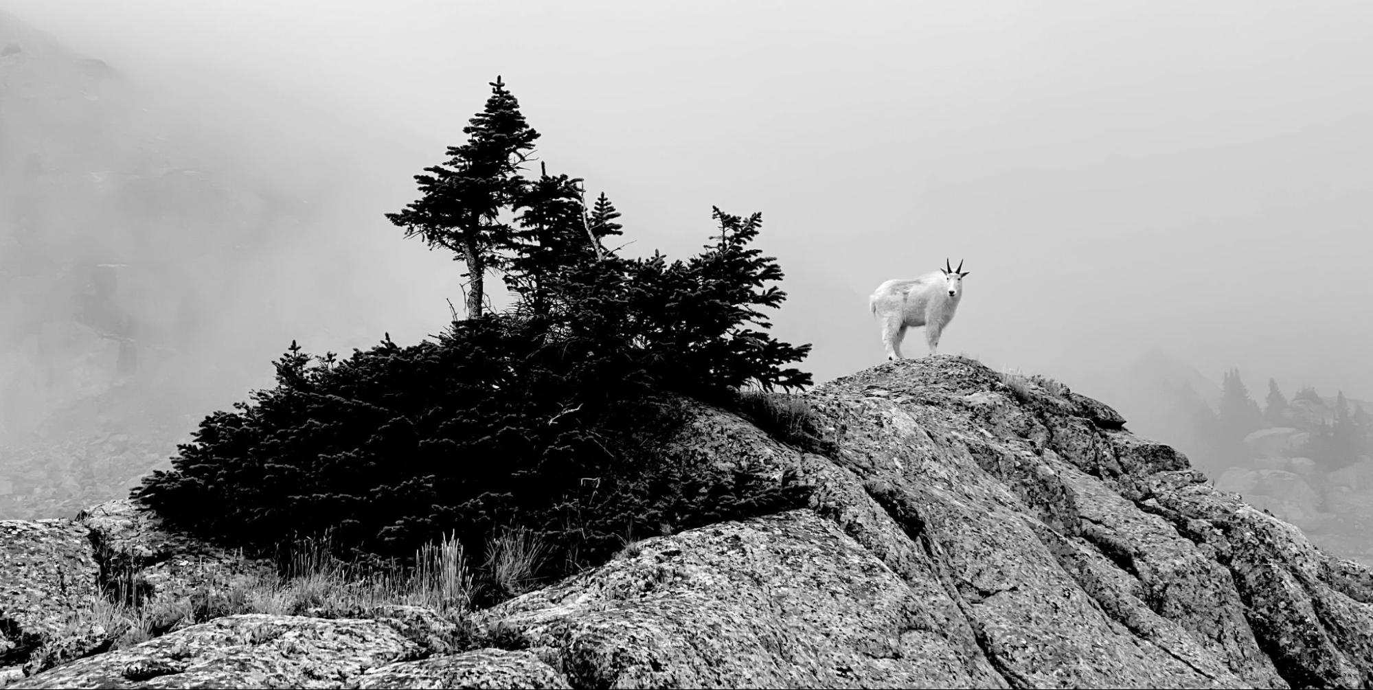 Mountain Goat standing on cliff (black and white)