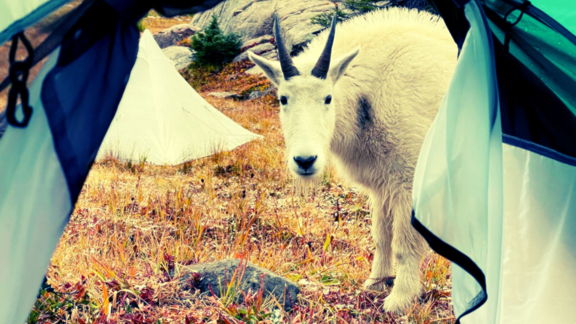 goat peering inside tent