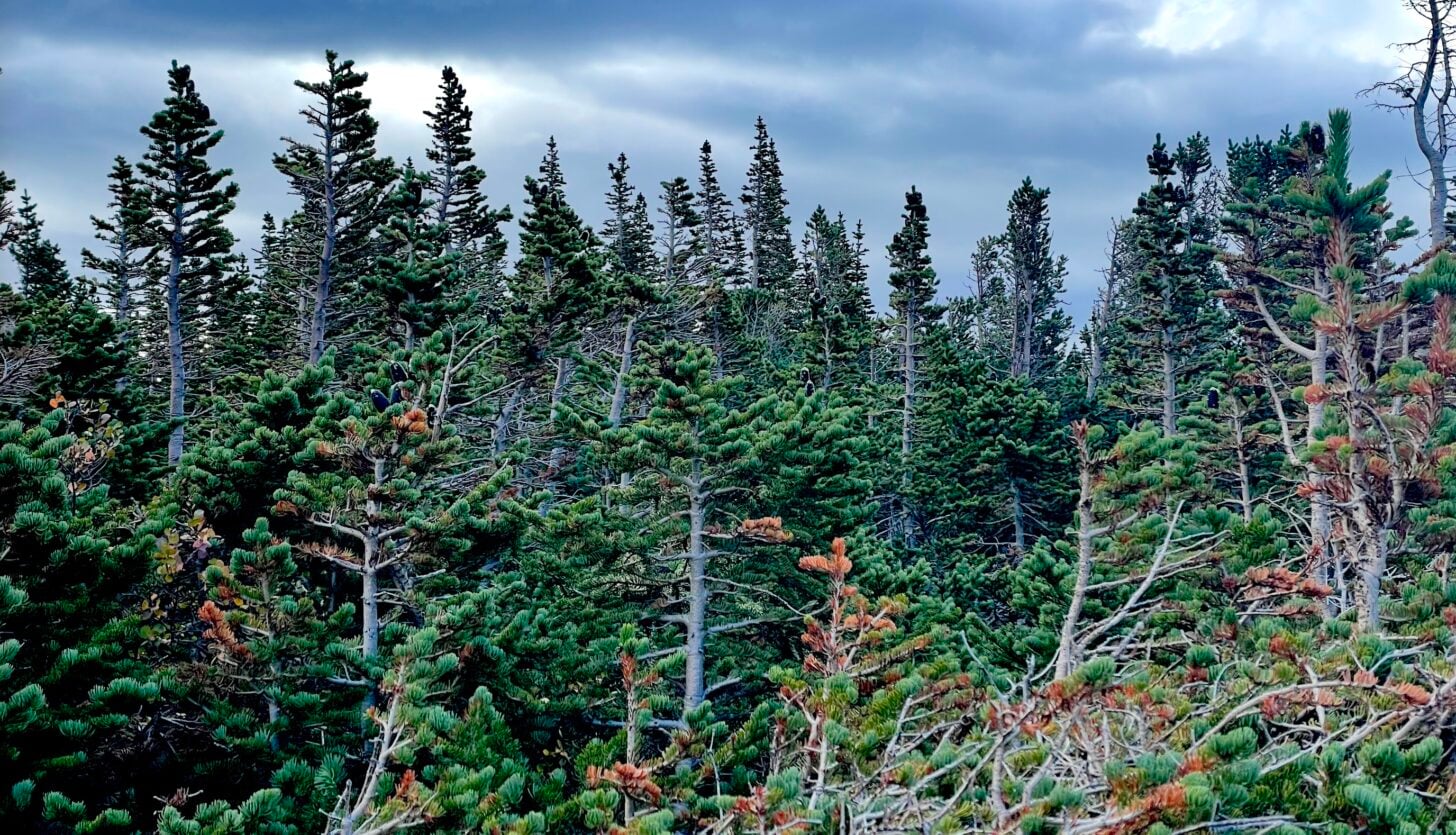 thicket of subalpine fir