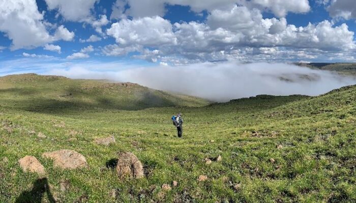 panorama of an alpine meadow