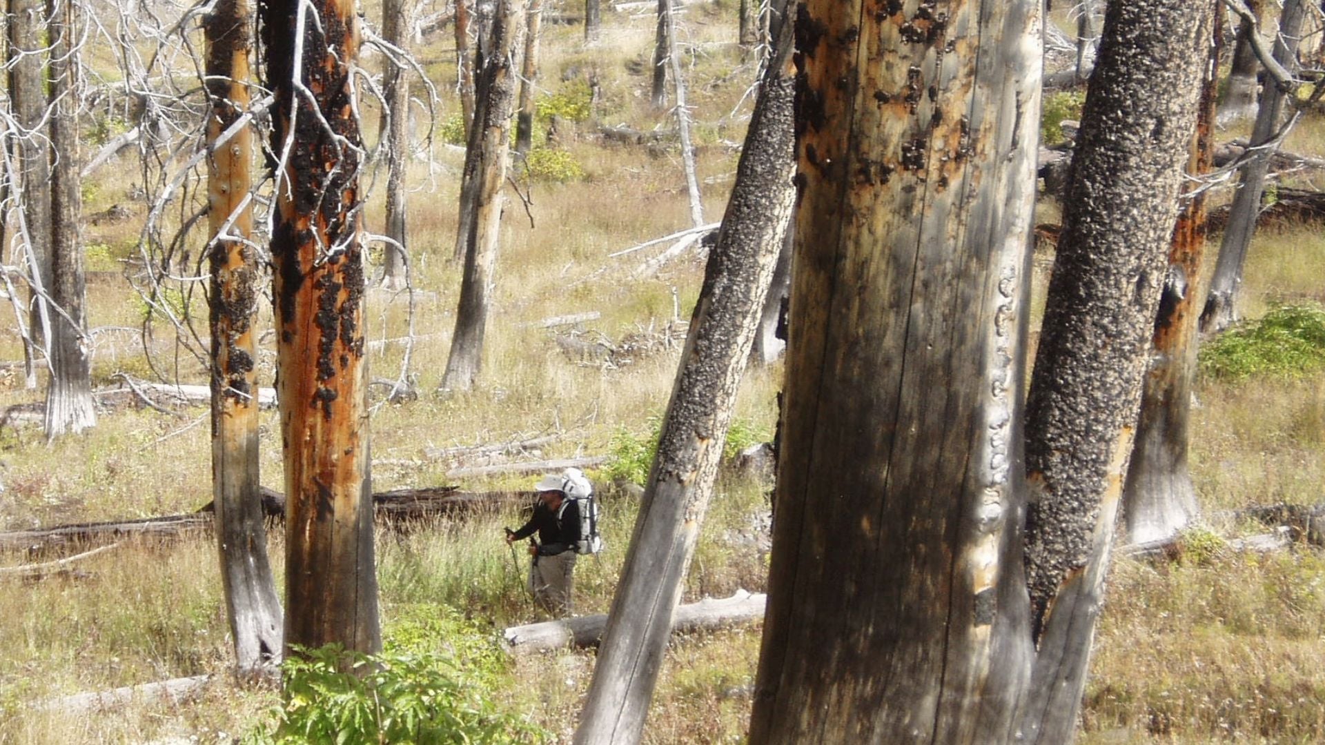 a hiker walks through a burn area