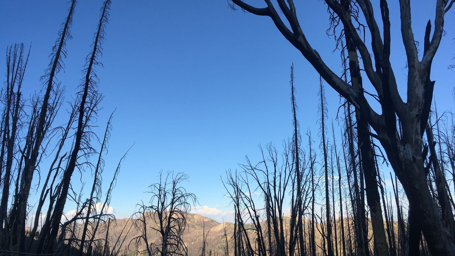 dead trees from a burn