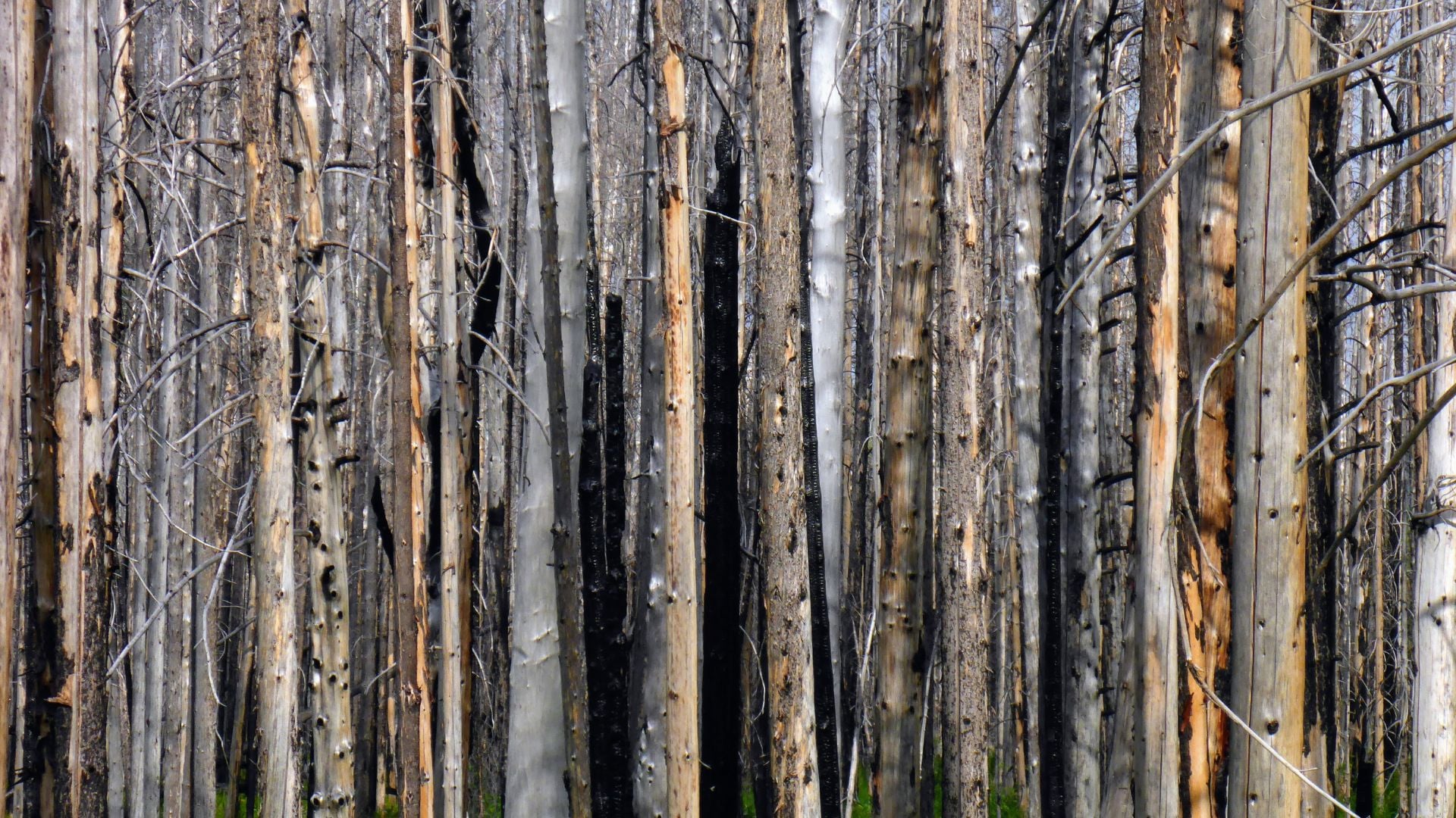 burnt forest of dead lodgepole pines