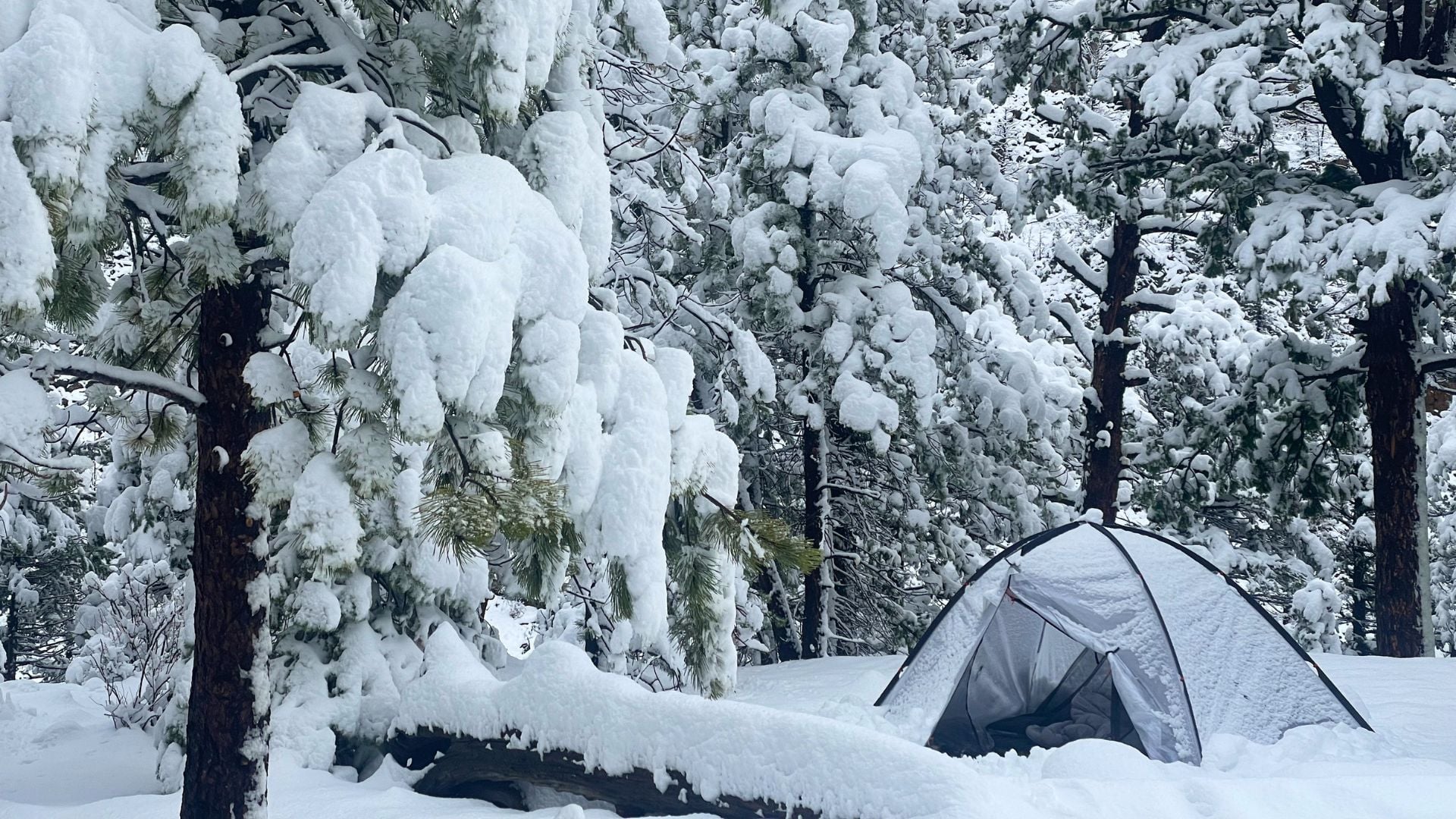 tent under snowy trees