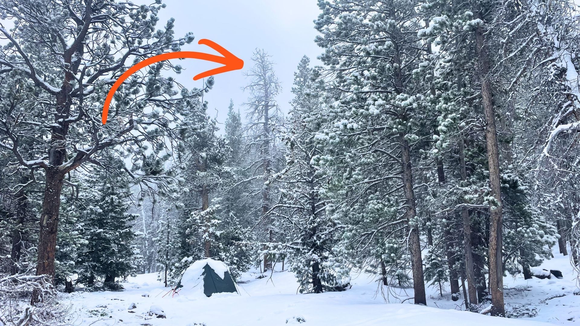 Wildfire, insects, tree damage, and campsite risk.