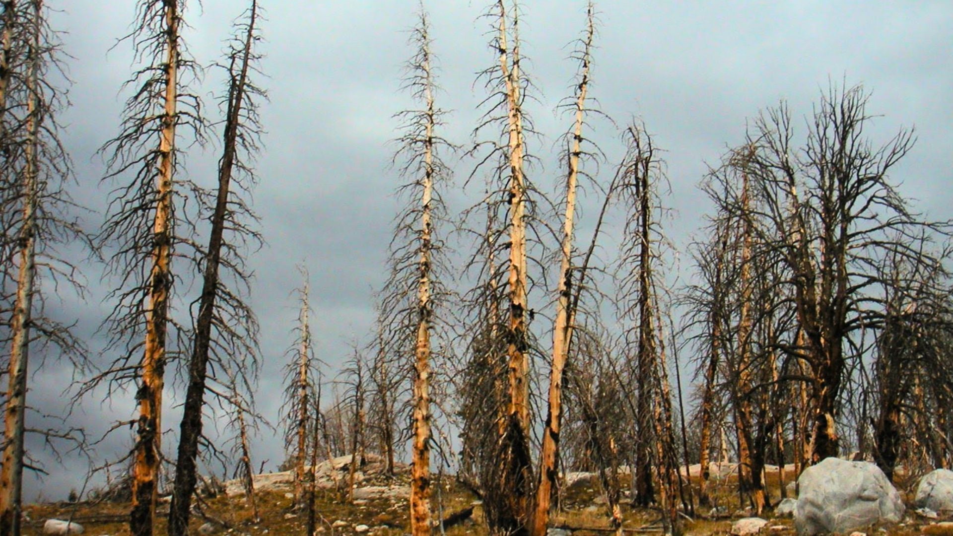 burned trees