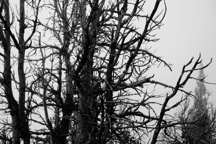 dead tree on a ridge
