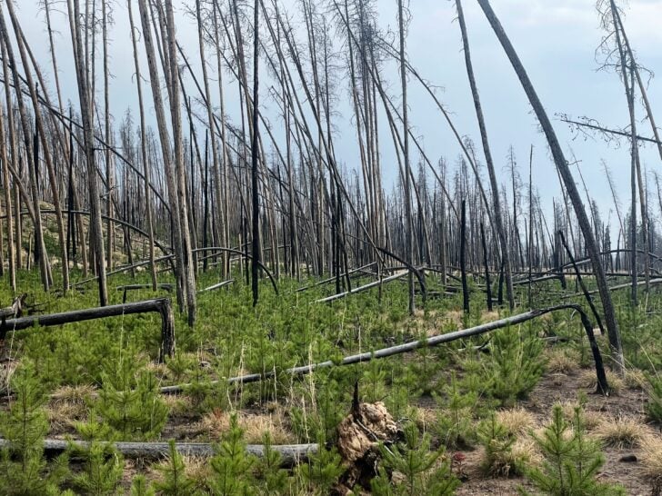 fire trees
