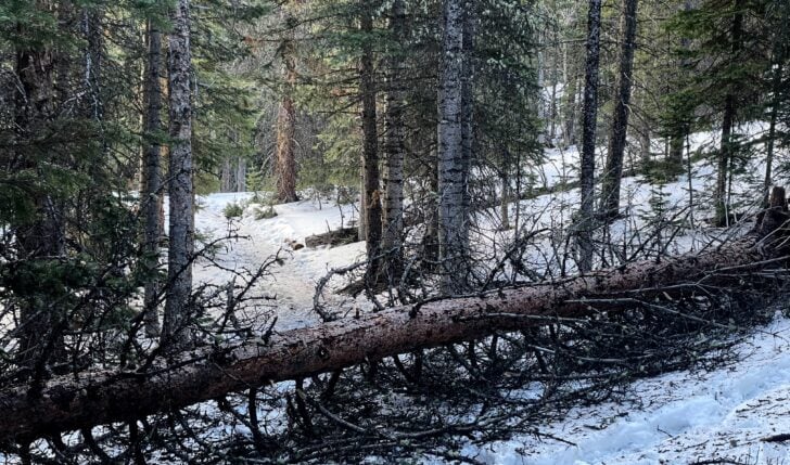 tree across trail