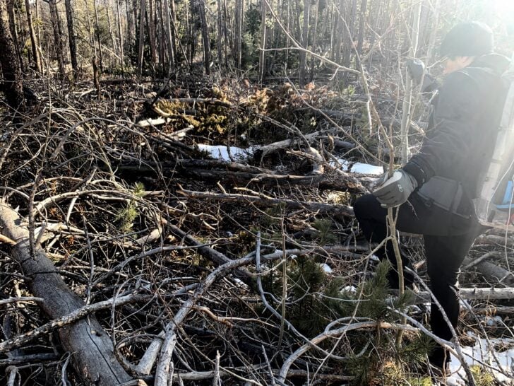 bushwhacking