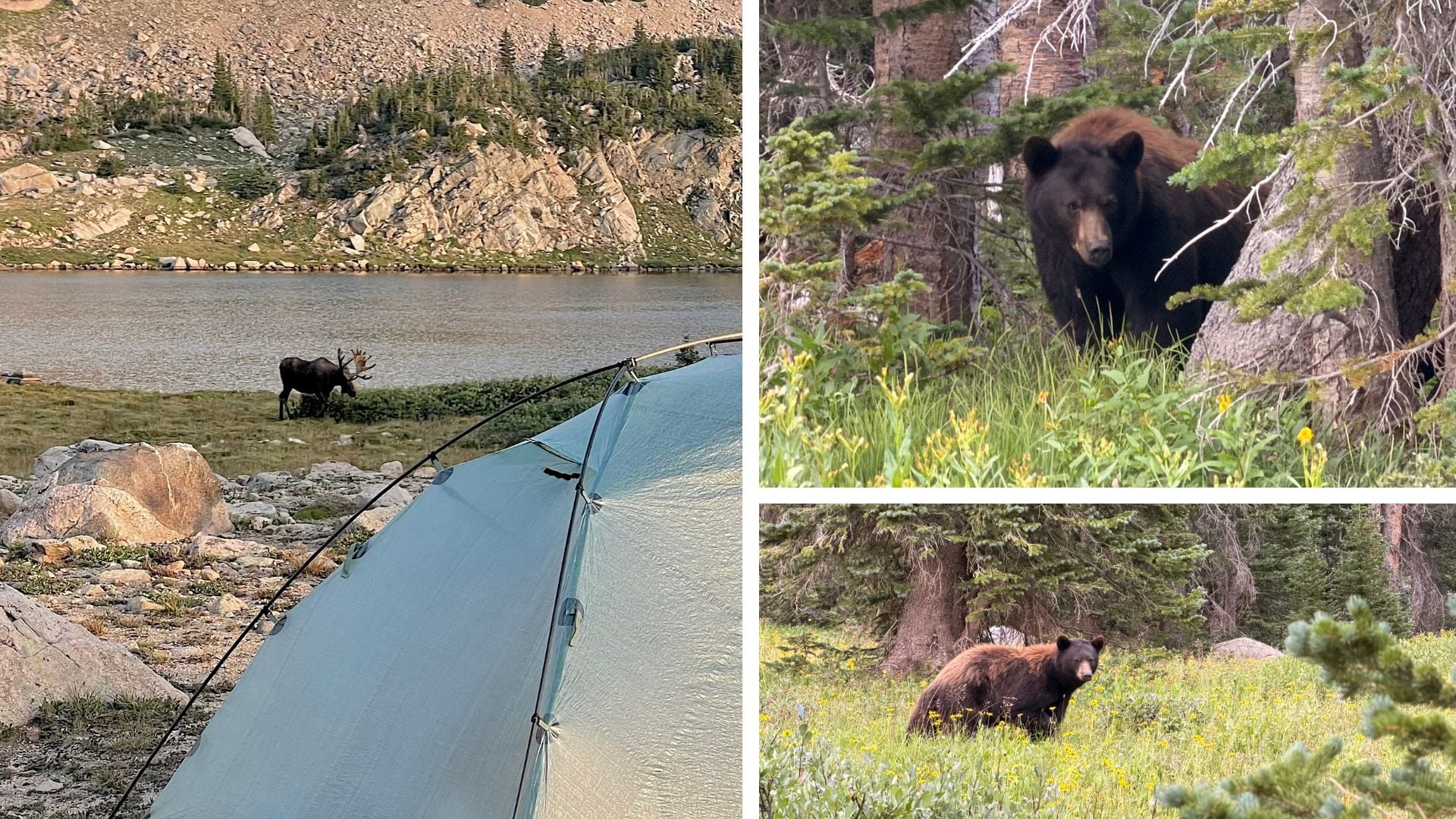 Animal Encounters in the Backcountry