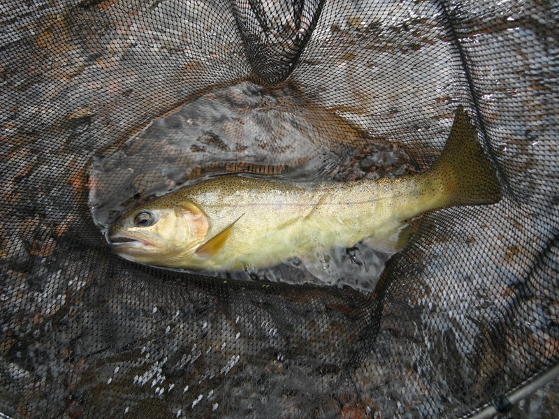 Backcountry fly fishing at Black River, AZ : r/WildernessBackpacking