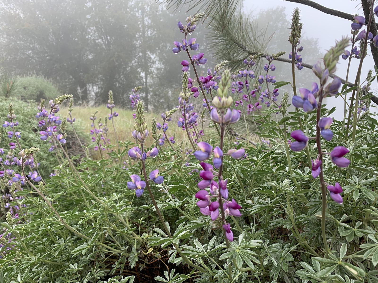 Lupin on Ranger Peak