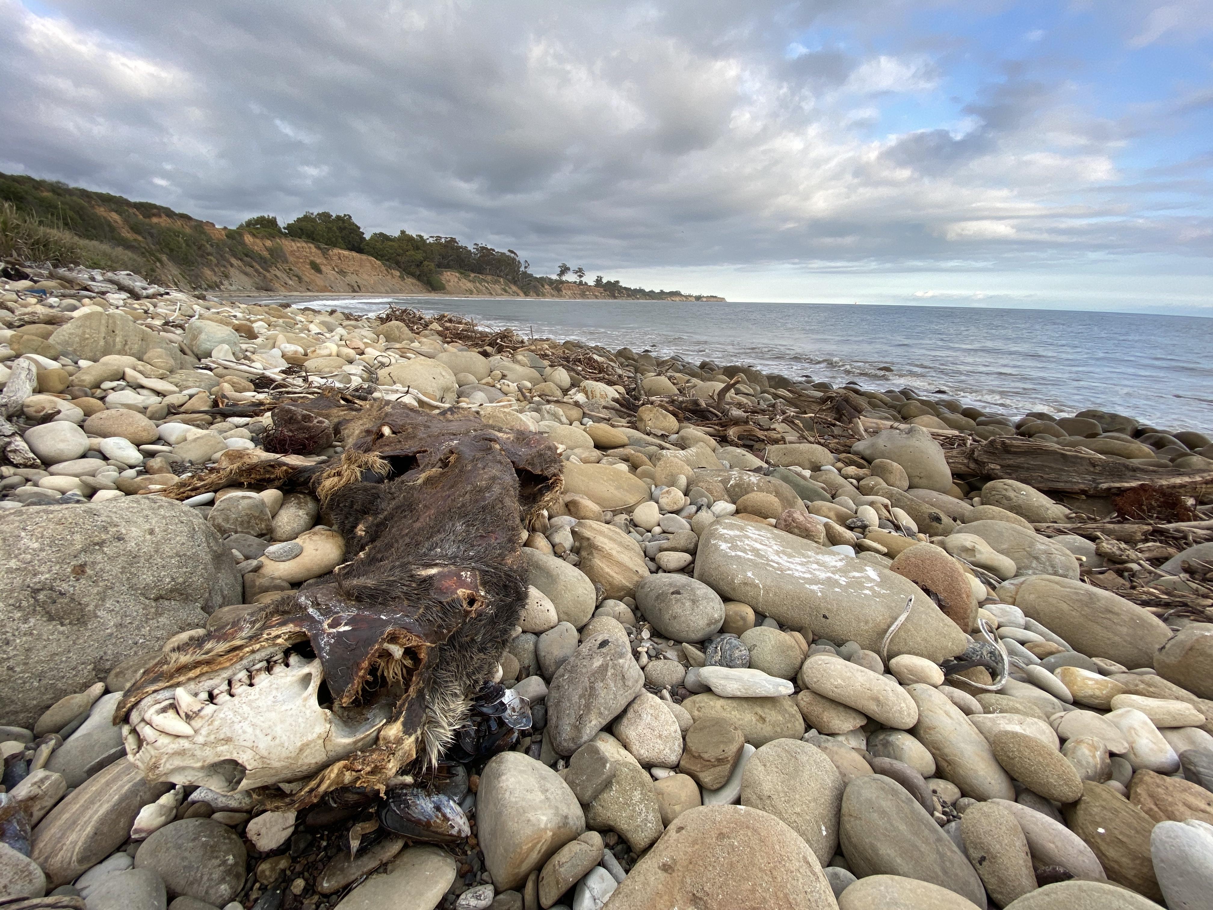 This sea lion has seen better days