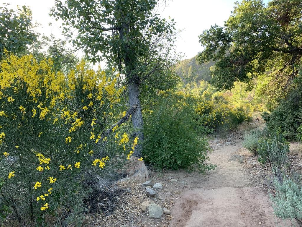 Spanish Broom