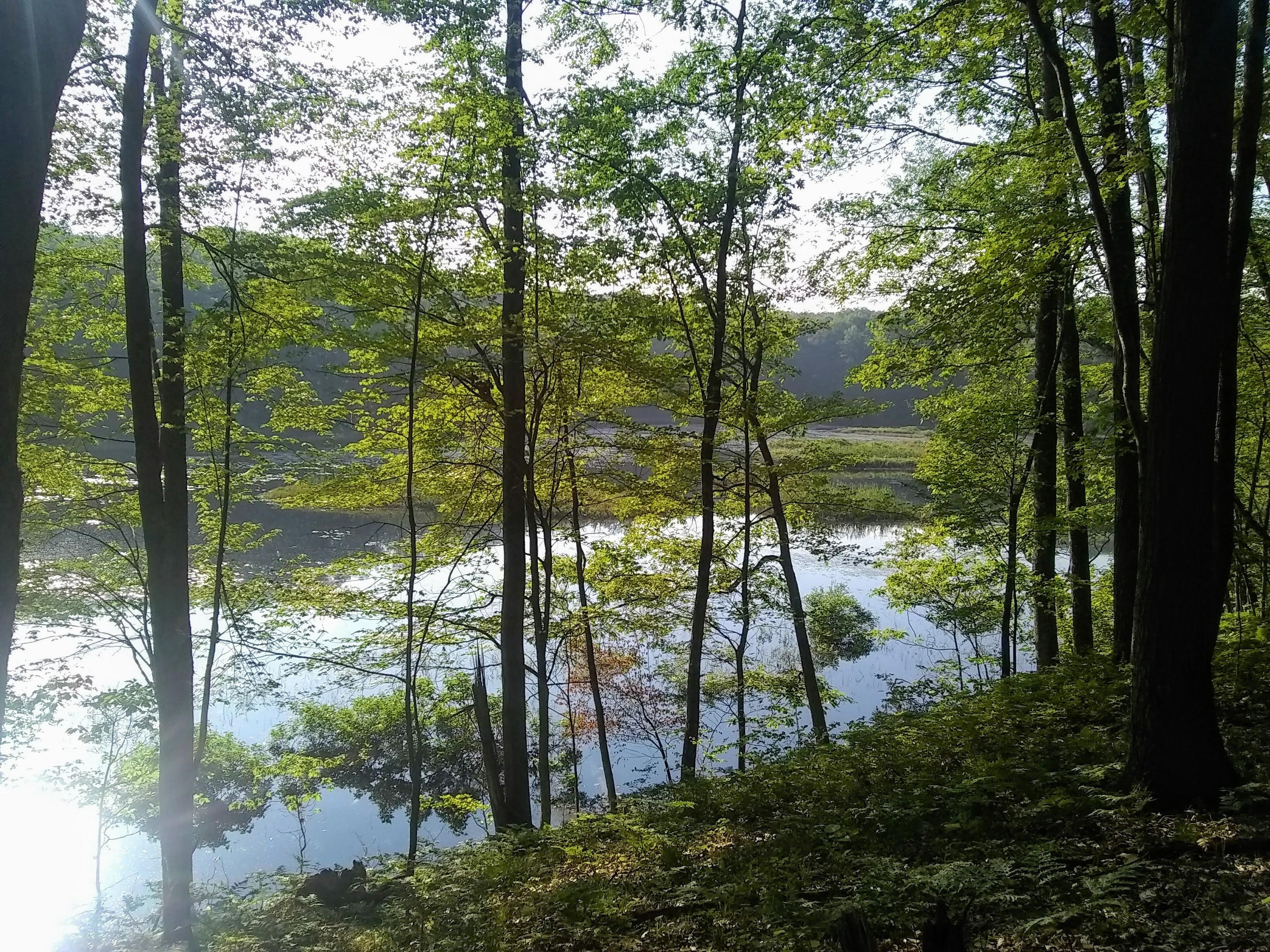 Leaf Lake again