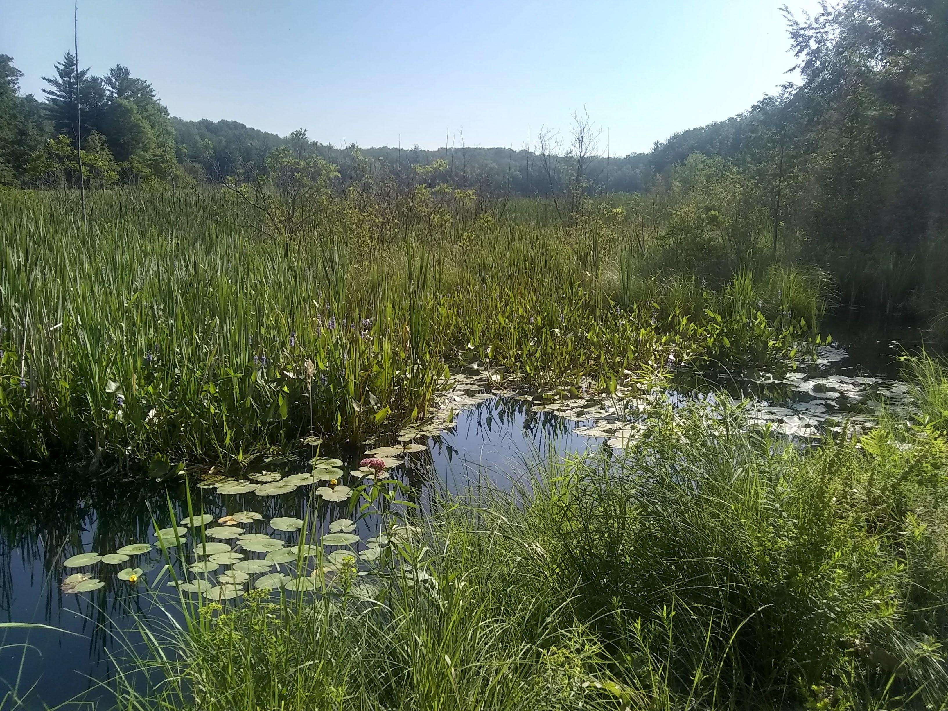 Lily pond on Six Mile Road