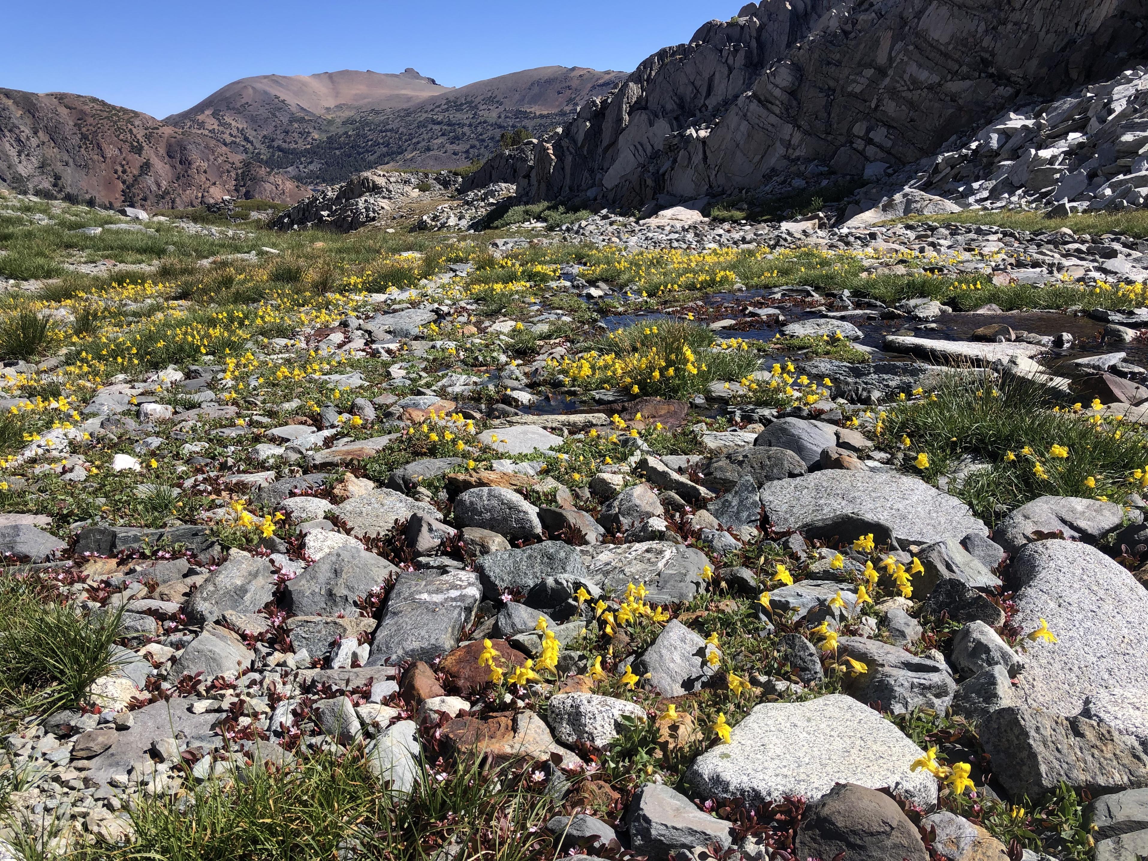 Wildflowers